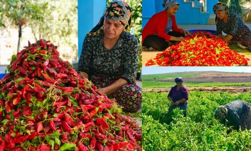 BU BİBERİN TADINA DOYUM OLMUYOR 💯 Yemek’lik Lezzetli Doğal Acı Pul Biber Yapımı Doğal Yaşam