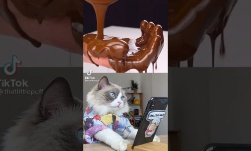 Kedi Reis Yemek tarifleri en yeni tiktok videosu #6 #cat #shorts
