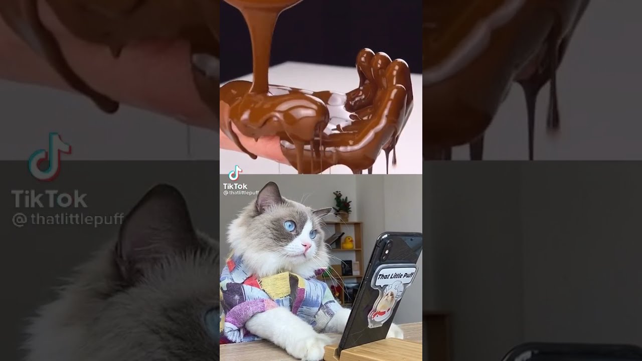 Kedi Reis Yemek tarifleri en yeni tiktok videosu #6 #cat #shorts