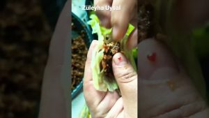Kelem dolması ve sarma #akşammenüsü #shorts PRATİK YEMEK TARİFLERİ #dolma