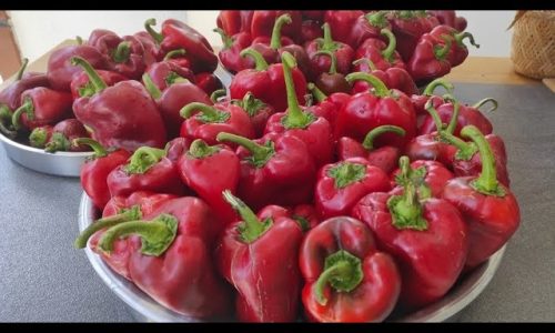 🔴 BU TURŞUYU YAPMAYAN PİŞMAN OLUR✋🏻KAPYA BİBER ALINCA KİLO KİLO YAPIN AŞIRI LEZZETLİ OLUYOR ❗