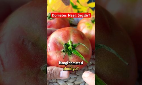 Domates Seçerken Neye Dikkat Etmeliyiz? #yemektarifi #yemektarifleri #pratikbilgiler  #püfnoktaları