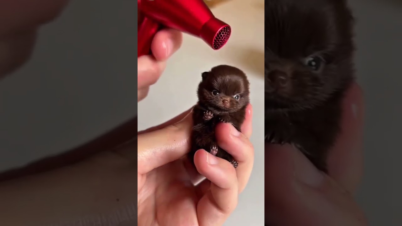 Evde Kolay ve Hızlı Yemek Tarifleri